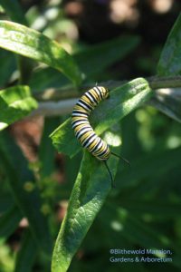 Monarch caterpillar munching on an asclepias