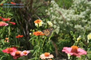 Monarch tasting the zinnias