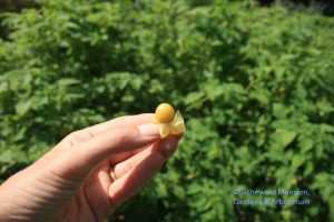 Peeled ground cherry ready for the eating.