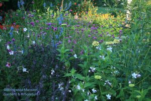 Benary Giant Lime zinnias, Gomphrena 'Fireworks' and African blue basil