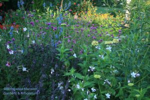 Benary Giant Lime zinnias, Gomphrena 'Fireworks' and African blue basil