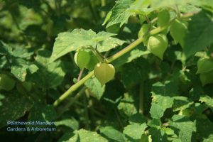 Ground cherries are ripe when they fall to the ground - or just before.