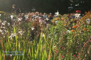 Visitors enjoying the evening light and performance at Wednesday's Garden Soiree