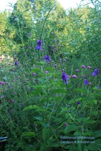 Stachytarpheta jamaicensis - Porter weed