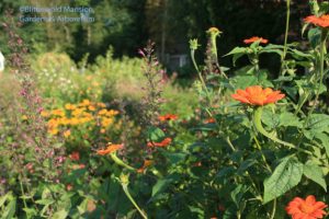 Tithonia in the evening 