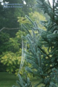 Picea engelmannii - Engelmann spruce and the Toon behind