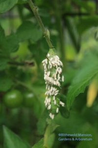 Tomato hornworm dressed in braconid wasp cocoons