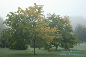 Cladrastus kentukea 'Sweet Shade' Kentucky yellowwood