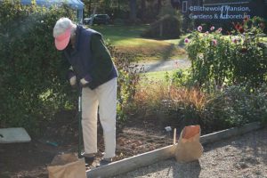 Ann planting tulips in the Cutting Garden