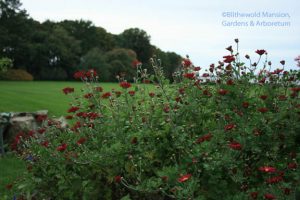 mystery chrysanthemum in the North Garden