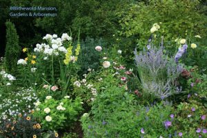 Dahlia 'Granville' in the lower left corner - late August