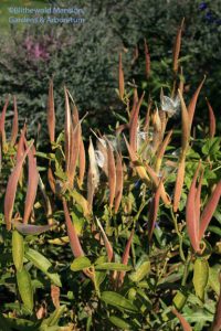 butterfly weed pods (Asclepias tuberosa)