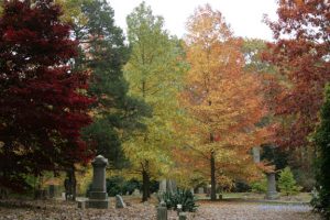 an allée of Sweetgum