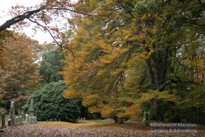 cemetery Beech