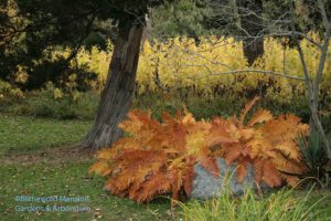 Cinnamon fern (Osmunda cinnamomea) - and Jerusalem artichoke in the back