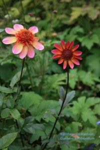 Dahlia 'Florinoor'