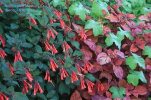 Fuchsia 'Gartenmeister Bonstedt', Coleus and Peppermint geranium