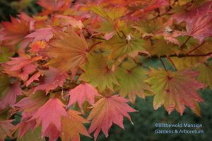 Full moon Japanese maple (Acer shirasawanum 'Aureum')