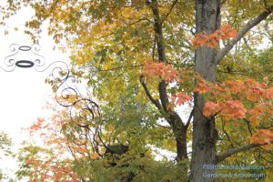 Maples at the front gate