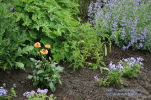 Dahlia 'Granville' (left) just planted in May and already blooming