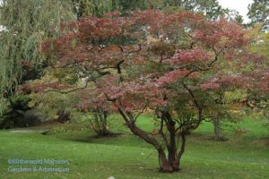 Highbush blueberry (Vaccinium corymbosum)