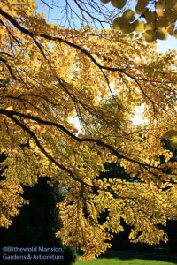 Katsura (Cercidiphyllum japonicum)