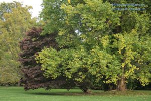 Japanese maple and the Osage orange (Maclura pomifera)