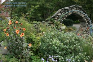 Dahlia 'Rio Perdido', Daphne transatlantica, ageratum and roses