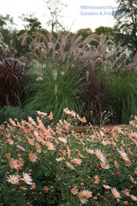 Chrysanthemum 'Sheffield Pink', Pennisetum ruppelianum and P. setaceum 'Rubrum'