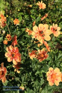 Dahlia 'Pale Tiger' in the Rose Garden