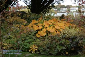 Rock Garden hosta