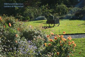 Rose Garden morning light