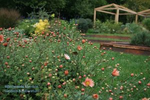 Chrysanthemum 'Sheffield Pink' in the Display Garden