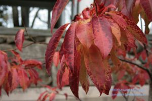 Sourwood (Oxydendrum arboreum)