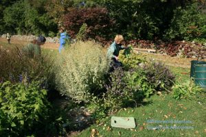 Gail, Mary and Doris start to cut back the stone bench bed