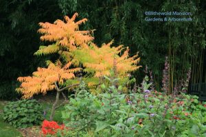 fall color on the tiger eyes sumac (Rhus typhina 'Bailtiger')