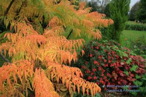 Tiger eye sumac's flash-orange fall color and Fuchsia triphylla 'Gartenmeister'