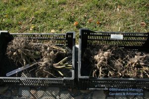 Long-lived Dahlia 'Sympathy' (left) and new-to-us by cuttings 'Micro Knockout'