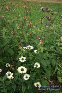 Echinacea 'Virgin', Stachytarpheta mutabilis (pink porterweed) and a cardoon