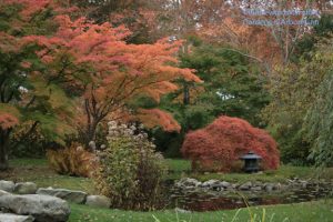 The Water Garden