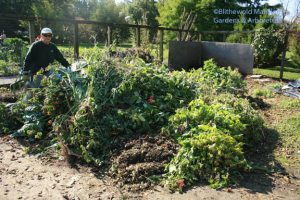 Cathy in the compost - 2 weeks ago!