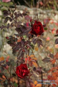 Rosa 'Champlain' - November color