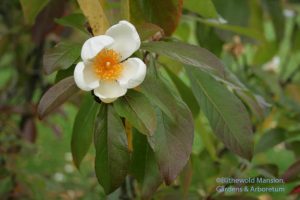 Franklinia alatamaha flower in the fall