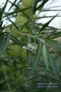 Gomphocarpus physocarpus (a.k.a. Hairy balls) still blooming and ballooning