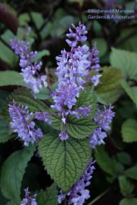 Plectranthus fruticosa