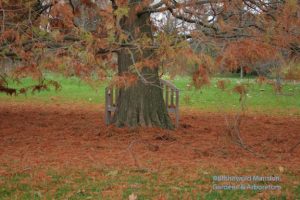 still life with Bald cypress (Taxodium distichum)