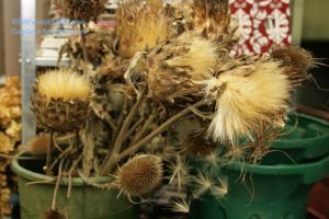 still life with cardoons and teasel