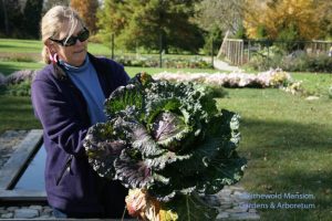 Deadon Hybrid cabbage - what a beaut!