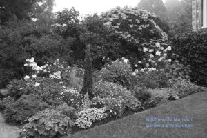 a North Garden bed desaturated (mid-August)