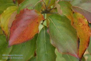 Kousa dogwood (Cornus kousa)